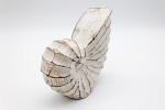 Muschel white wash, 15 cm
